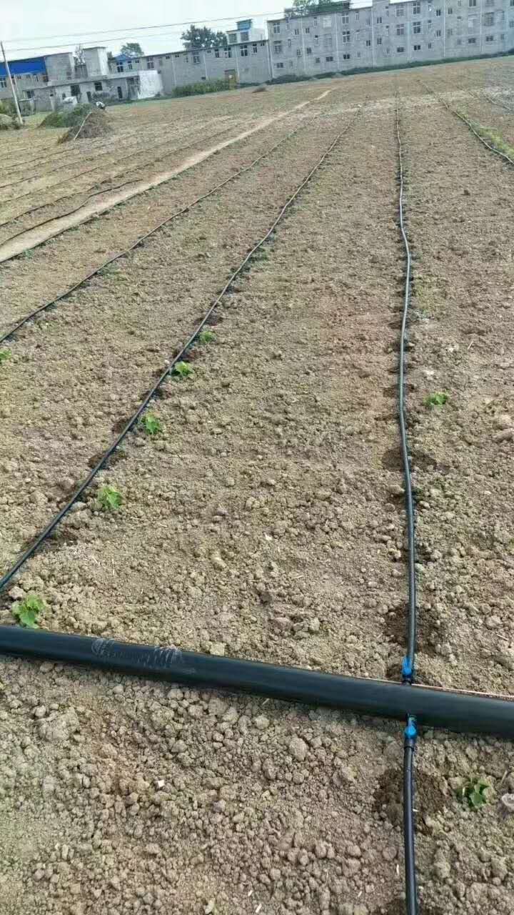 山西冬季大棚蔬菜种植浇灌注意事项