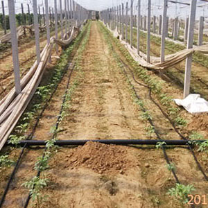 山西滴箭式微灌系统的使用及养护
