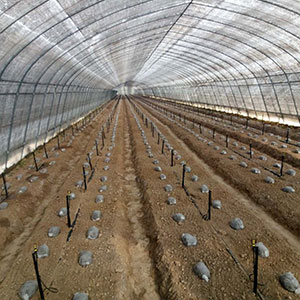 大棚蔬菜种植山西微喷灌溉都具有哪些优势？